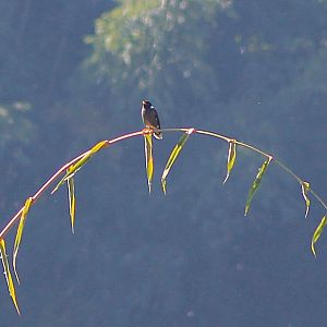 Collared Mynah (Acridotheres albocinctus)
