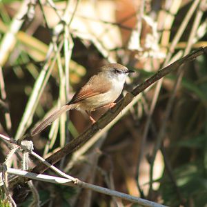 Grey-breasted Prinia (Prinia hodgsonii)