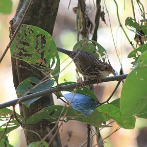 Puff-throated Babbler (Pellorneum ruficeps)