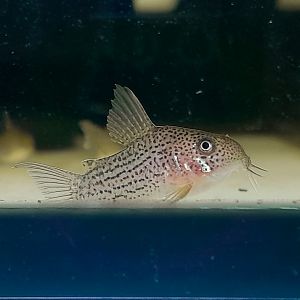 Guarana Cory, C065 (Hoplisoma eversi)