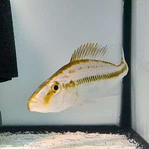 Golden Eyebiter (Dimidiochromis compressiceps 'Chizumulu Island')