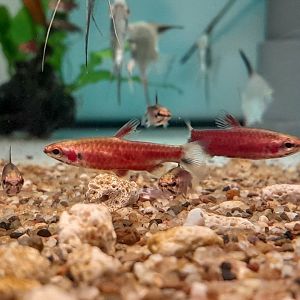 Super Red Pencilfish (Nannostomus sp. Río Cenepa 'Red')