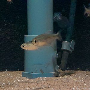 Bahia Gold Tetra (Hyphessobrycon parvellus)