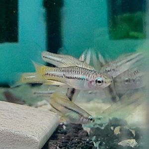 Pygmy Swordtail (Xiphophorus pygmaeus)