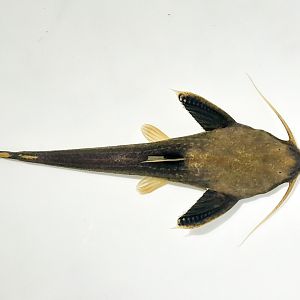 Colombian Shark Banjo Catfish (Xyliphius cf. lepturus 'Colombia')
