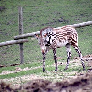 Grevy’s zebra - Manilow