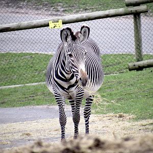 Grevy’s zebra - Akuna