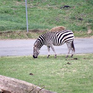 Burchell’s zebra