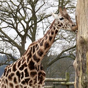 Rothschild’s giraffe