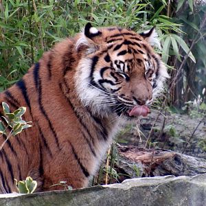 Sumatran tiger - Lestari