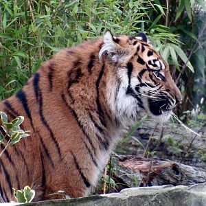 Sumatran tiger - Lestari