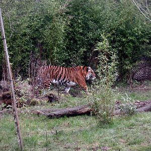 Sumatran tiger - Nakal