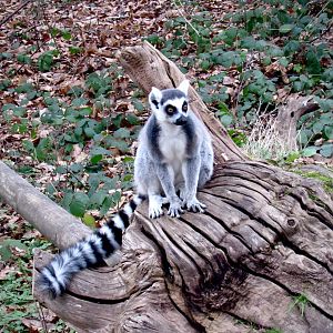 Ring-tailed lemur