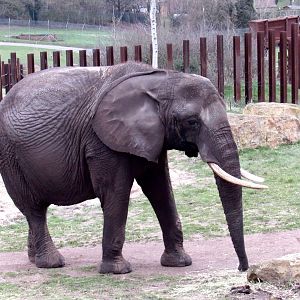 African elephant - Gitana