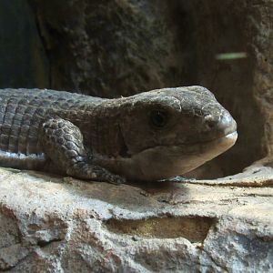 Sudan plated lizard