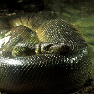 Green anaconda