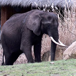 African elephant - Suzy