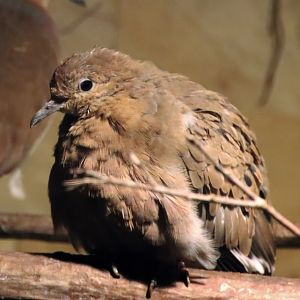 Greater Antilles Zenaida dove (Zenaida aurita zenaida)