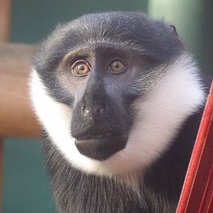 L’Hoest Monkey ‘Kanye’