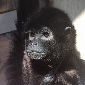 Black-Headed Spider Monkey ‘Loki’