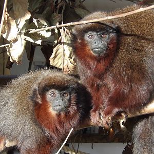 Red Titi Monkey Brothers