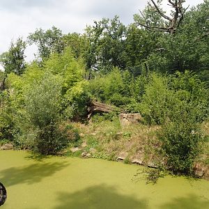 First Amur tiger exhibit, 2024-08-05