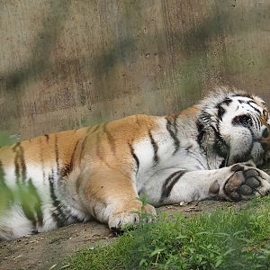 Amur tiger (Panthera tigris altaica), 2024-08-05
