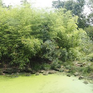 First Amur tiger exhibit, 2024-08-05