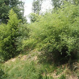 Amur tiger exhibit, 2024-08-05
