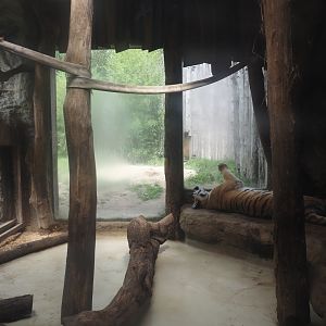 Second Amur tiger indoor exhibit, 2024-08-05