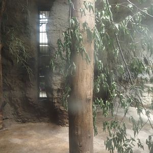 First Amur tiger indoor exhibit, 2024-08-05