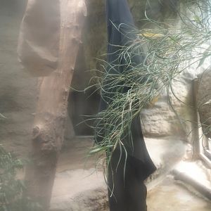 First Amur tiger indoor exhibit, 2024-08-05