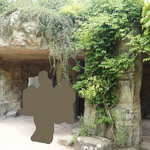 Amur tiger viewing area, 2024-08-05