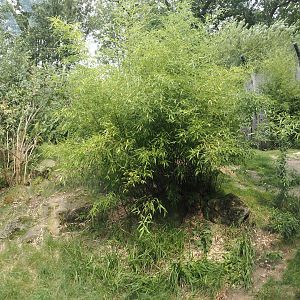 Second Amur tiger exhibit, 2024-08-05