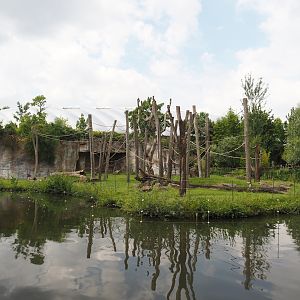 Second Sumatran orangutan and Hanuman langur island, 2024-08-05