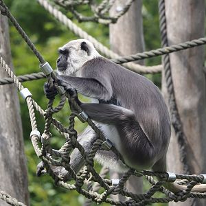 Hanuman langur  (Semnopithecus entellus), 2024-08-05