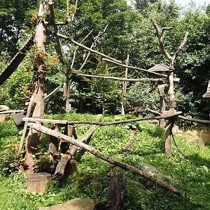 Red panda exhibit, 2024-08-05
