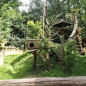 Red panda exhibit, 2024-08-05