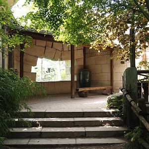 Sunda pig-tailed macaque viewing window, 2024-08-05