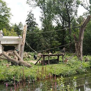 Sunda pig-tailed macaque island, 2024-08-05