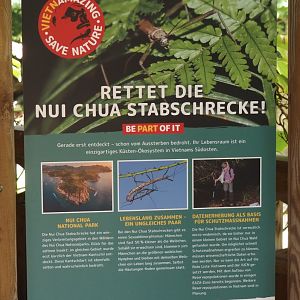 EAZA Vietnamazing campaign signage about the Nui Chua stick insect, 2024-08-05