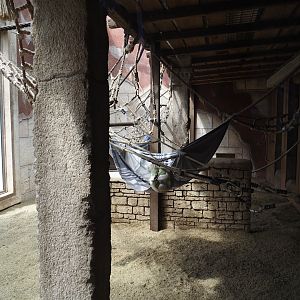 Sunda pig-tailed macaque indoor exhibit, 2024-08-05