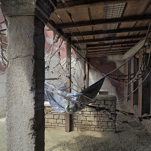 Sunda pig-tailed macaque indoor exhibit, 2024-08-05