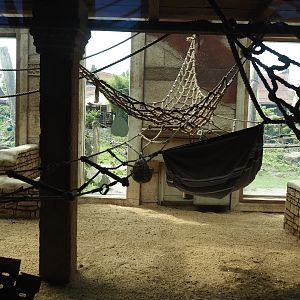 Sunda pig-tailed macaque indoor exhibit, 2024-08-05