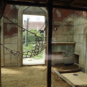 Sunda pig-tailed macaque indoor exhibit, 2024-08-05