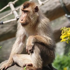 Sunda pig-tailed macaque (Macaca nemestrina), 2024-08-05
