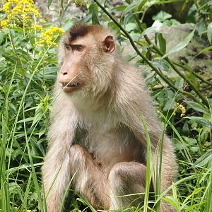 Sunda pig-tailed macaque (Macaca nemestrina), 2024-08-05