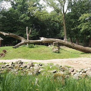 Bactrian camel paddock, 2024-08-05