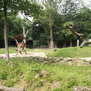 Bactrian camel paddock, 2024-08-05