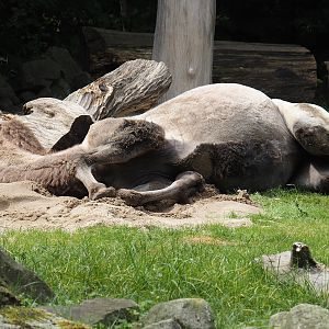 Domestic Bactrian camel (Camelus bactrianus), 2024-08-05